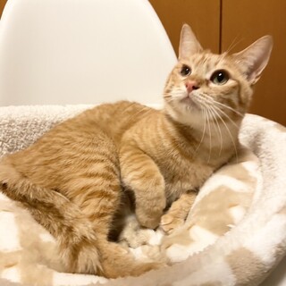 【7/16東銀座】荒川くん１歳半♪