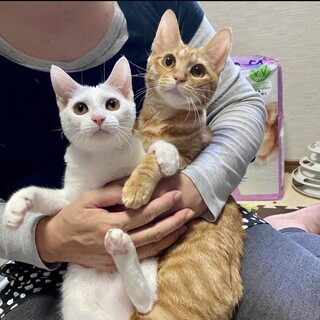 【4/8譲渡会参加予定】マロンちゃん、ブランくん