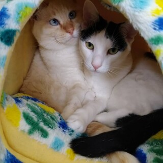 【お見合い歓迎】ひろくん、しんごくん