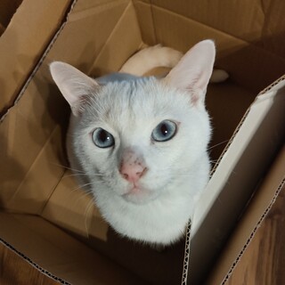 人懐っこい♡シャムミックスの男の子