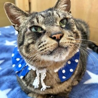 抱っこ大好き、ベタなれシニア猫「どらやき」