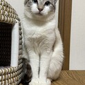 極寒の中頑張ってきた青い目が素敵なカパちゃん