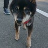 家族に迎えてください サムネイル5