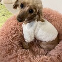 トイプードル　あんちゃん