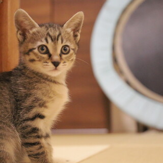 1/6生まれの人間とママに沢山可愛がられたサビトラ