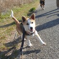 与論島からやってきた、短足の愛らしい子犬君
