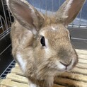 ミニウサギ 飼育用具全てお渡しします