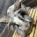 ライオンラビット 飼育用具全てお渡しします