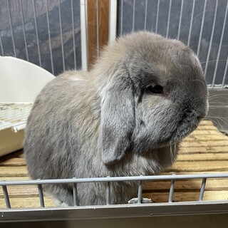 ホーランドロップイヤー 飼育用具全てお渡しします