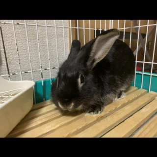 ライオンラビット 飼育用具全てお渡しします