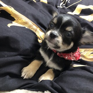 元気いっぱい男の子です