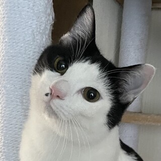 にゃん法足がらみの術を修得しているフクです☆