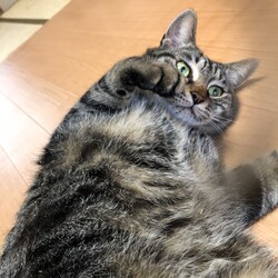 三重県桑名市3月12日(日)リトルパウエイド譲渡会