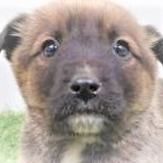 4-3-579◆可愛い子犬◆家族に迎えませんか？