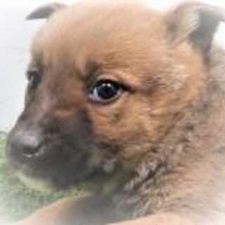 4-3-580◆可愛い子犬◆家族に迎えませんか？