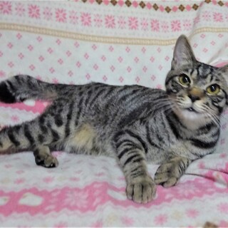 懐っこいキジトラ、投馬くん