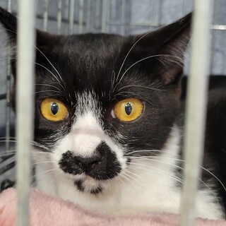 つぐみ、里親さま決定！ありがとうございました♥️