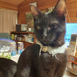 つばめ、里親様決定！ありがとうございました♡