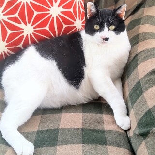 9kgのどっしりデカ猫 「ひげたん」