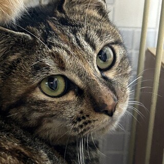 1歳　キジ猫　良い子の　むぎちゃん