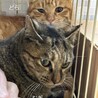1歳　キジ猫　良い子の　むぎちゃん サムネイル3