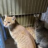 1歳　キジ猫　良い子の　むぎちゃん サムネイル4