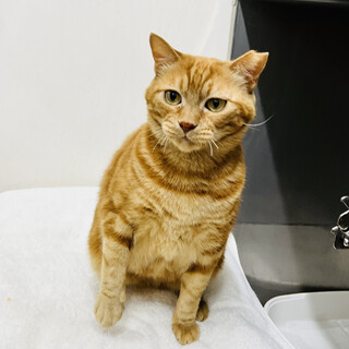 フミフミの天才現る☆しんべぇ