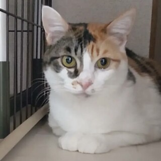 [お見合い歓迎]三毛猫の可愛いタラミちゃん♡