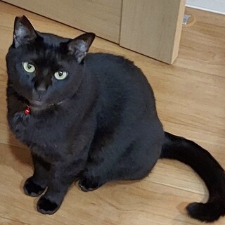 【お見合い歓迎】イケメンこたろーくん