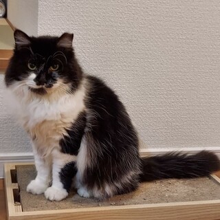 [お見合い歓迎]ふわふわな"のんちゃん"