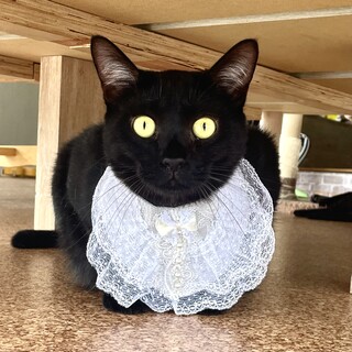 体格がいい、優しい黒猫！「しみくろ」