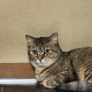 キジトラの女の子です。避妊手術済