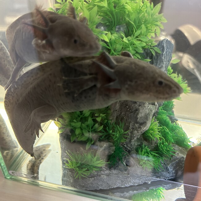 Runa04のカバー写真