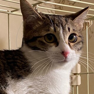 ボブテイルのキジ白の女の子