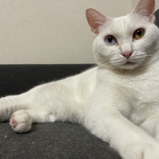 人懐こいオッドアイ♡