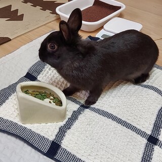 毛並みのキレイ☆なネザーランド♀です