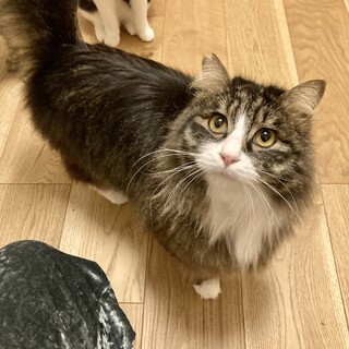 とっても甘えん坊！1才半の男の子もふちゃん