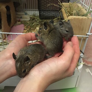 子デグー里親募集