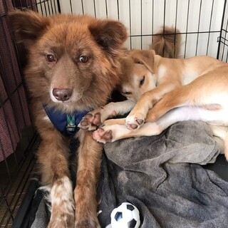 控えめ男の子たつみん＠我孫子市（動画有）