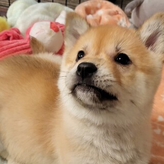 募集一時停止中♢推定2、5ヶ月の女の子