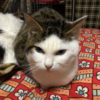 ずっとのおうちを探しています。青い目の男の子