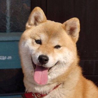 愛嬌タップリなランチャン