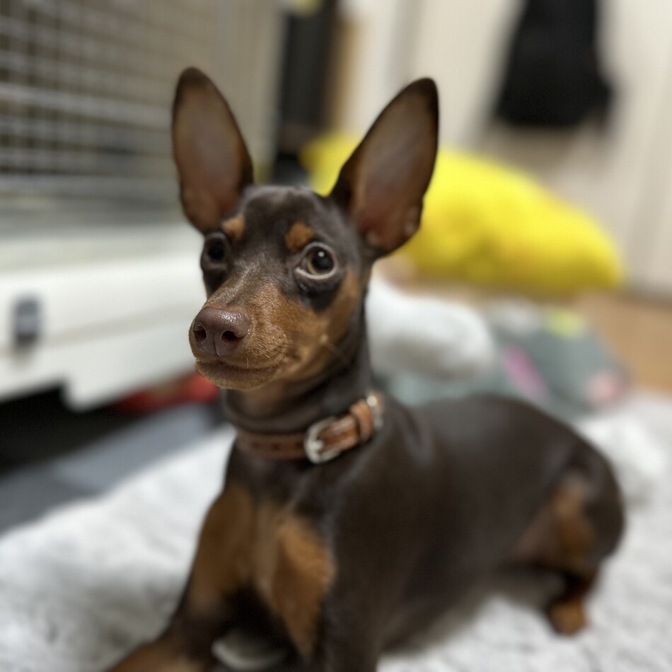 茶々のカバー写真