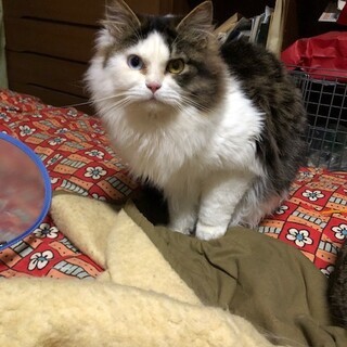 ずっとのおうちを探しています。兄弟猫