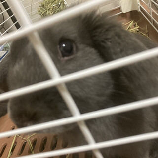 耳のたれたウサギさん