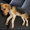 人懐っこくてまだ若いビーグルです！ サムネイル5