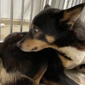 保健所収容のため期限があります！3月８日までです！