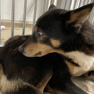 保健所収容のため期限があります！3月８日までです！