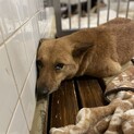 センターに収容　殺処分対象　期限は1週間です
