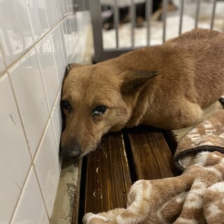 センターに収容　殺処分対象　期限は1週間です